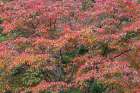 Red autumn leaves, Kentucky Art Print